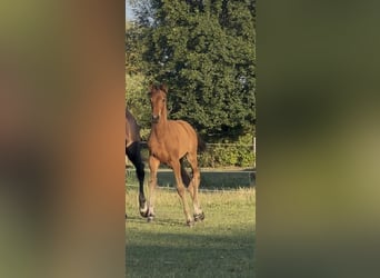 Oldenburg, Mare, Foal (04/2026), Brown