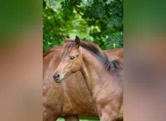 Oldenburg, Mare, Foal (02/2025), Brown