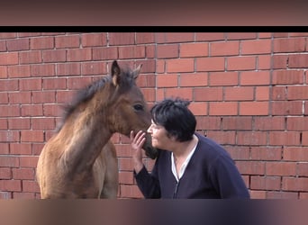 Oldenburg, Mare, Foal (03/2023), Brown