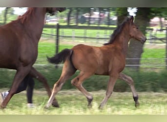 Oldenburg, Mare, Foal (03/2023), Brown