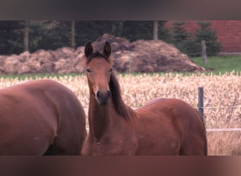 Oldenburg, Mare, Foal (03/2023), Brown