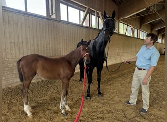 Oldenburg, Mare, Foal (03/2024), Brown