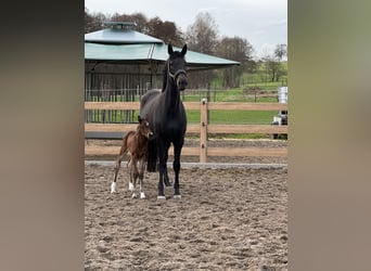 Oldenburg, Mare, Foal (03/2024), Brown