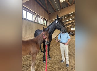 Oldenburg, Mare, Foal (03/2024), Brown