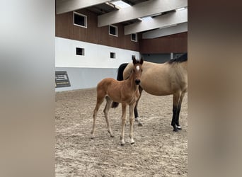 Oldenburg Mix, Mare, Foal (03/2026), Brown