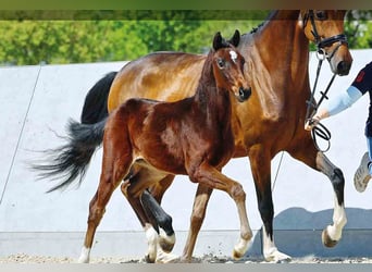 Oldenburg, Mare, , Brown