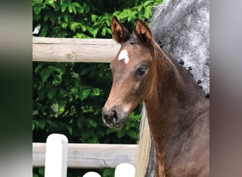 Oldenburg, Mare, Foal (04/2026), Brown