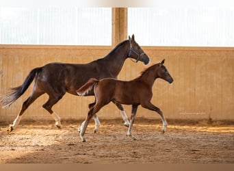 Oldenburg, Mare, Foal (03/2024), Chestnut