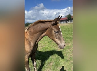 Oldenburg, Mare, Foal (04/2025), Chestnut
