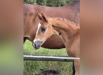 Oldenburg, Mare, Foal (04/2025), Chestnut