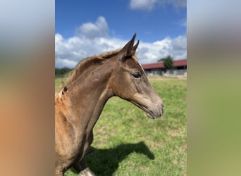Oldenburg, Mare, Foal (04/2025), Chestnut