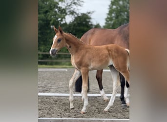 Oldenburg, Mare, Foal (04/2025), Chestnut