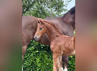 Oldenburg, Mare, Foal (04/2024), Chestnut