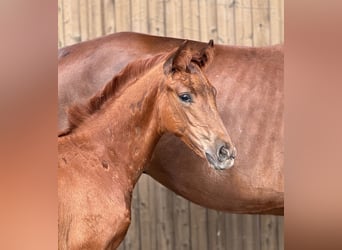 Oldenburg, Mare, Foal (04/2024), Chestnut