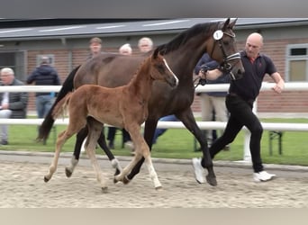 Oldenburg, Mare, Foal (04/2025), Chestnut