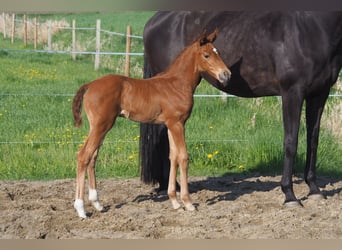Oldenburg, Mare, , Chestnut