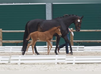 Oldenburg, Mare, , Chestnut