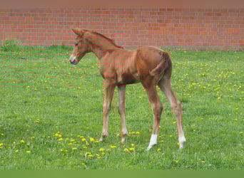 Oldenburg, Mare, , Chestnut