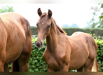 Oldenburg, Mare, Foal (04/2025), Chestnut
