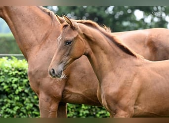 Oldenburg, Mare, Foal (04/2025), Chestnut