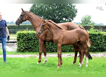 Oldenburg, Mare, Foal (04/2025), Chestnut