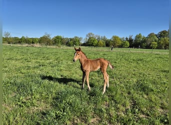 Oldenburg, Mare, , Chestnut