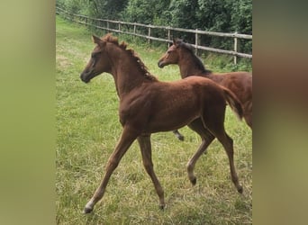 Oldenburg, Mare, Foal (04/2025), Chestnut
