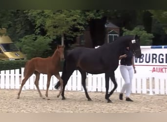 Oldenburg, Mare, Foal (04/2025), Chestnut