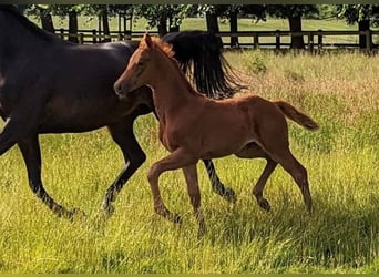Oldenburg, Mare, Foal (04/2025), Chestnut