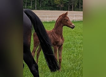 Oldenburg, Mare, Foal (04/2025), Chestnut