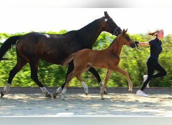 Oldenburg, Mare, Foal (05/2025), Chestnut