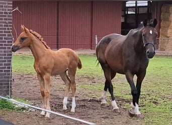 Oldenburg, Mare, Foal (05/2025), Chestnut