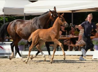 Oldenburg, Mare, Foal (05/2025), Chestnut