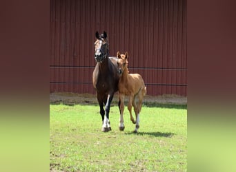 Oldenburg, Mare, Foal (05/2025), Chestnut