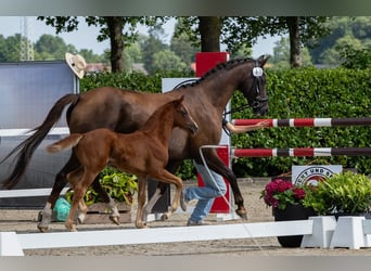 Oldenburg, Mare, Foal (05/2026), Chestnut