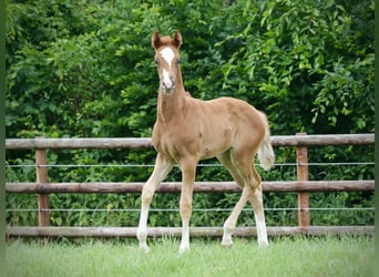 Oldenburg, Mare, , Chestnut