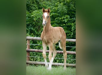 Oldenburg, Mare, , Chestnut