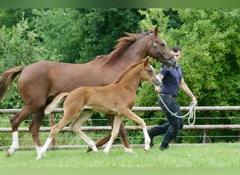 Oldenburg, Mare, , Chestnut