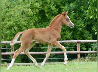 Oldenburg, Mare, , Chestnut