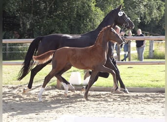 Oldenburg, Mare, Foal (02/2026), Chestnut