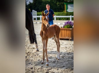 Oldenburg, Mare, Foal (06/2024), Chestnut