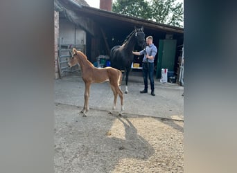 Oldenburg, Mare, Foal (06/2024), Chestnut