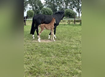 Oldenburg, Mare, Foal (06/2024), Chestnut