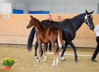 Oldenburg, Mare, Foal (04/2025), Chestnut