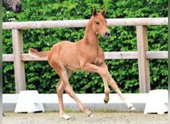 Oldenburg, Mare, Foal (03/2026), Chestnut