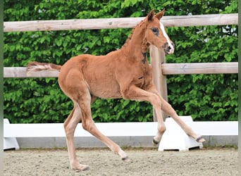 Oldenburg, Mare, Foal (03/2026), Chestnut