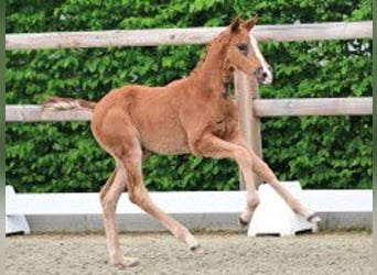 Oldenburg, Mare, Foal (03/2026), Chestnut
