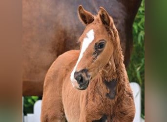 Oldenburg, Mare, Foal (03/2026), Chestnut