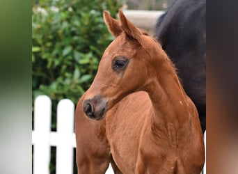 Oldenburg, Mare, Foal (02/2026), Chestnut