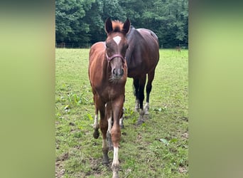 Oldenburg, Mare, Foal (04/2024), Chestnut